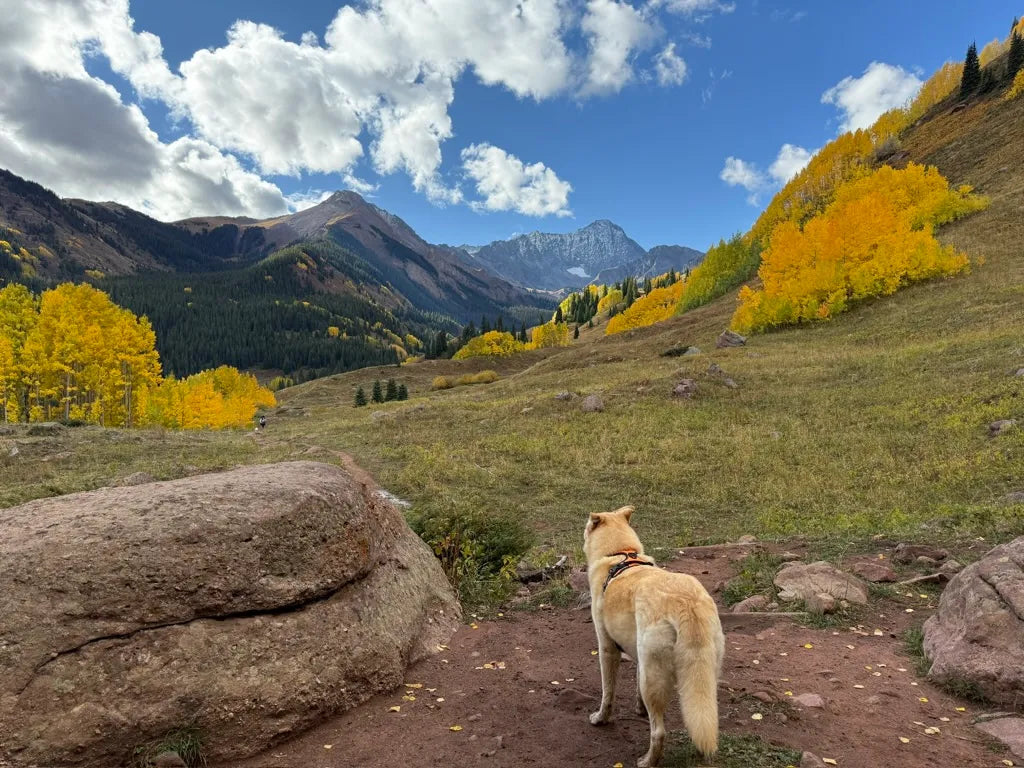 Isa Catto Studio Fall News