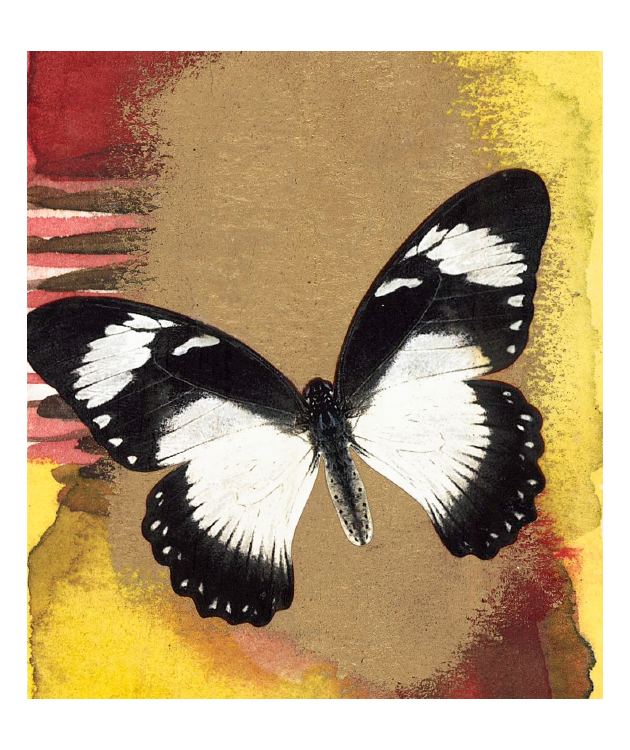 Bronze Butterfly Matchbox
