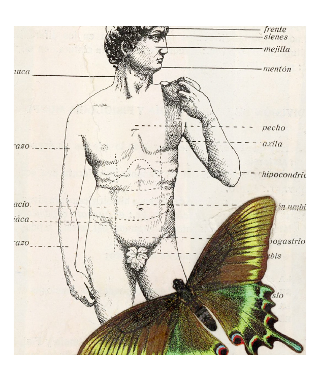 Fig Leaf Matchbox