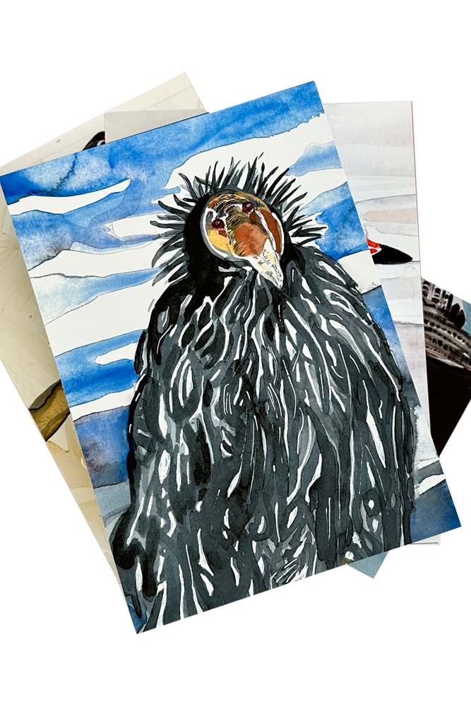 California Condor Journal Isa Catto Studio