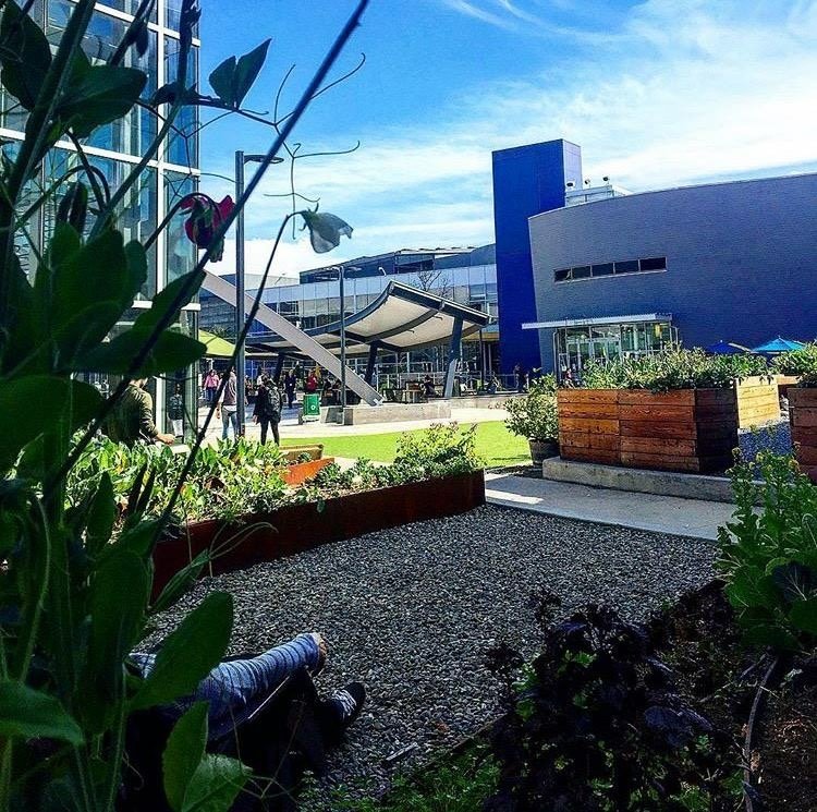 vegetable garden on Google campus