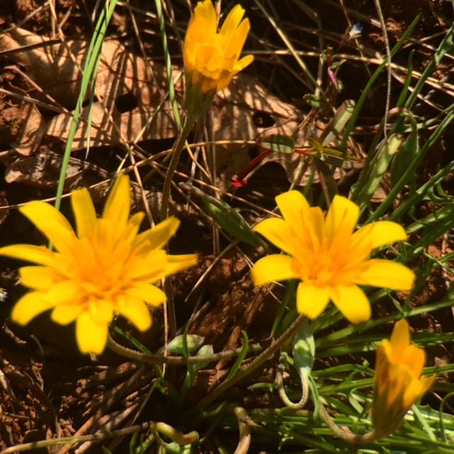 group of yellow flowers