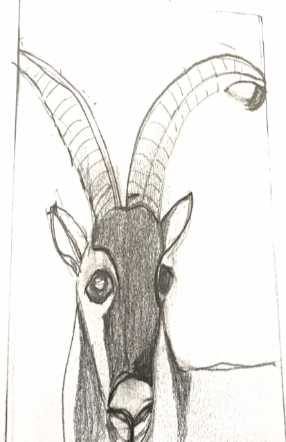ibex sketch