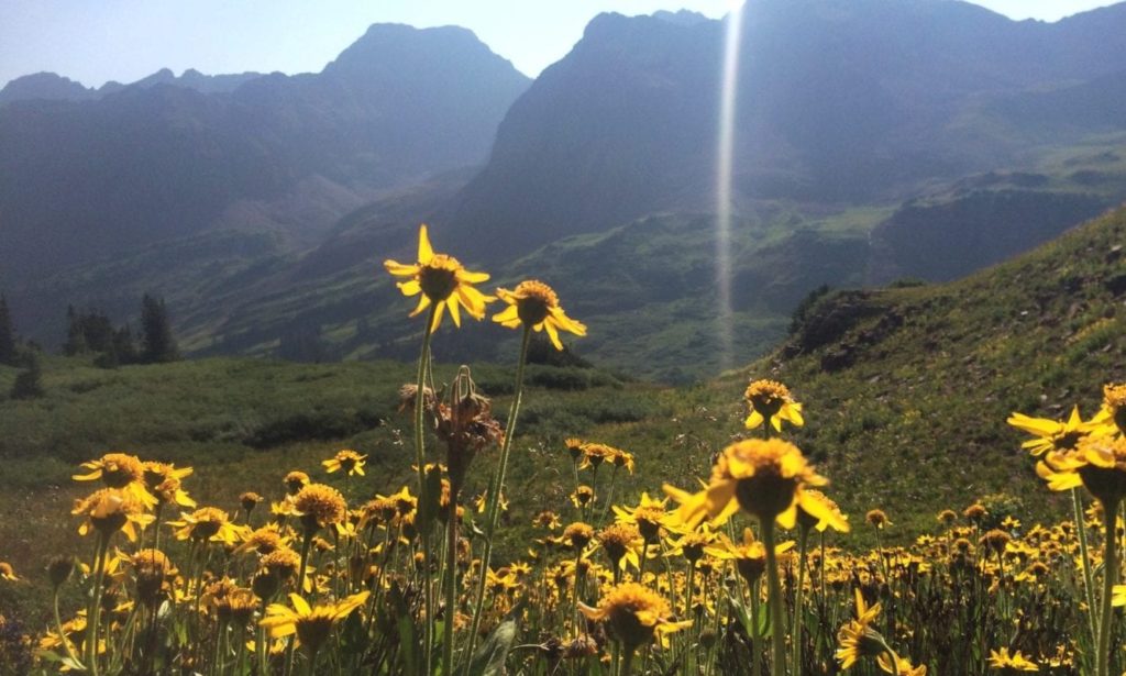 patch of wild yellow flowers surrounded by mountains