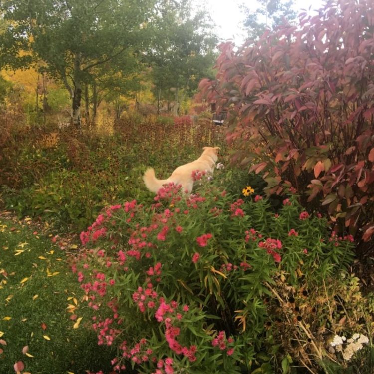 dog named rose in a field of flowers