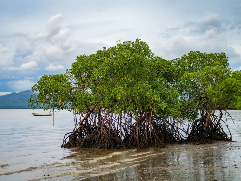 a mangrove bunch on the beach with a fishing boat in the background and a cloudy sky