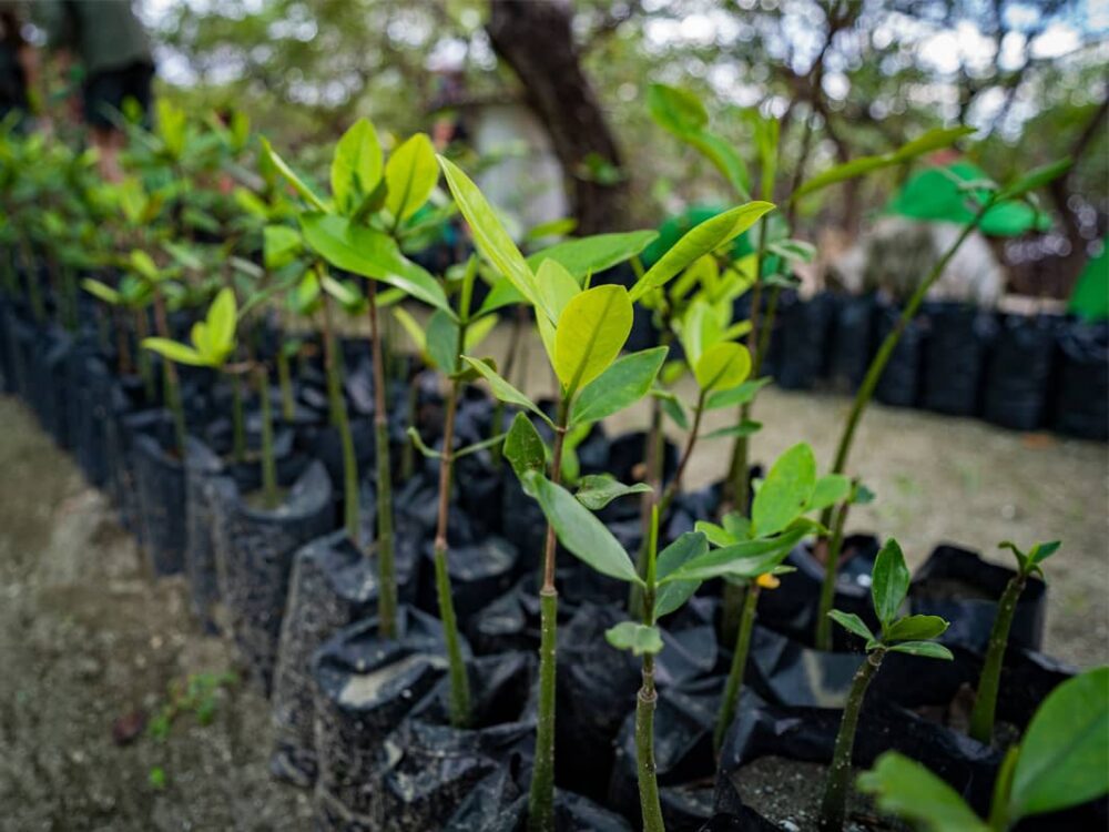 green mangrove seedlings in small black bags in a row in the sand
