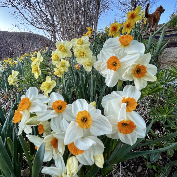 white and yellow daffodils with dog