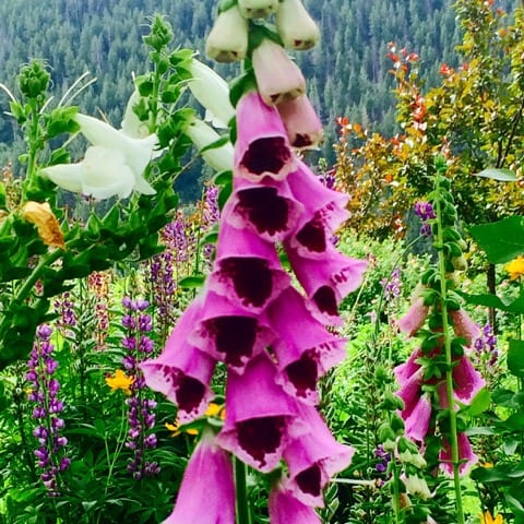 purple bell shaped flowers